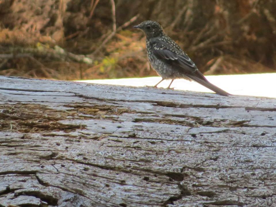 Townsend's Solitaire - ML644996376