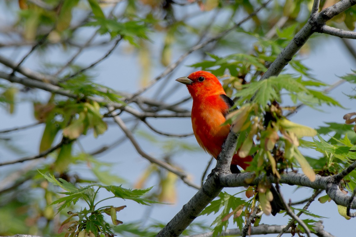 Scarlet Tanager - ML644996377