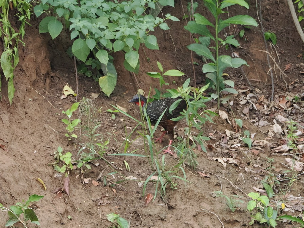 アマゾンシャクケイ - ML644996382