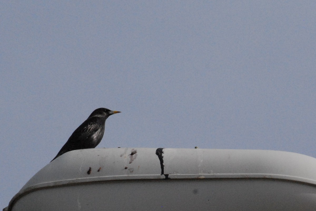 Arabazozo beltza - ML644996385