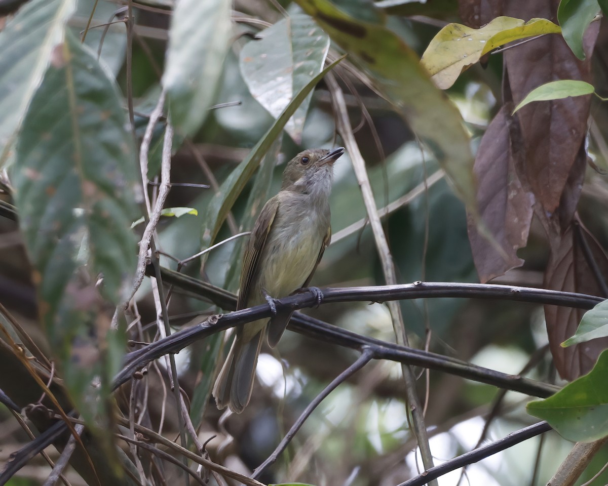 Pale-bellied Tyrant-Manakin - ML644996386