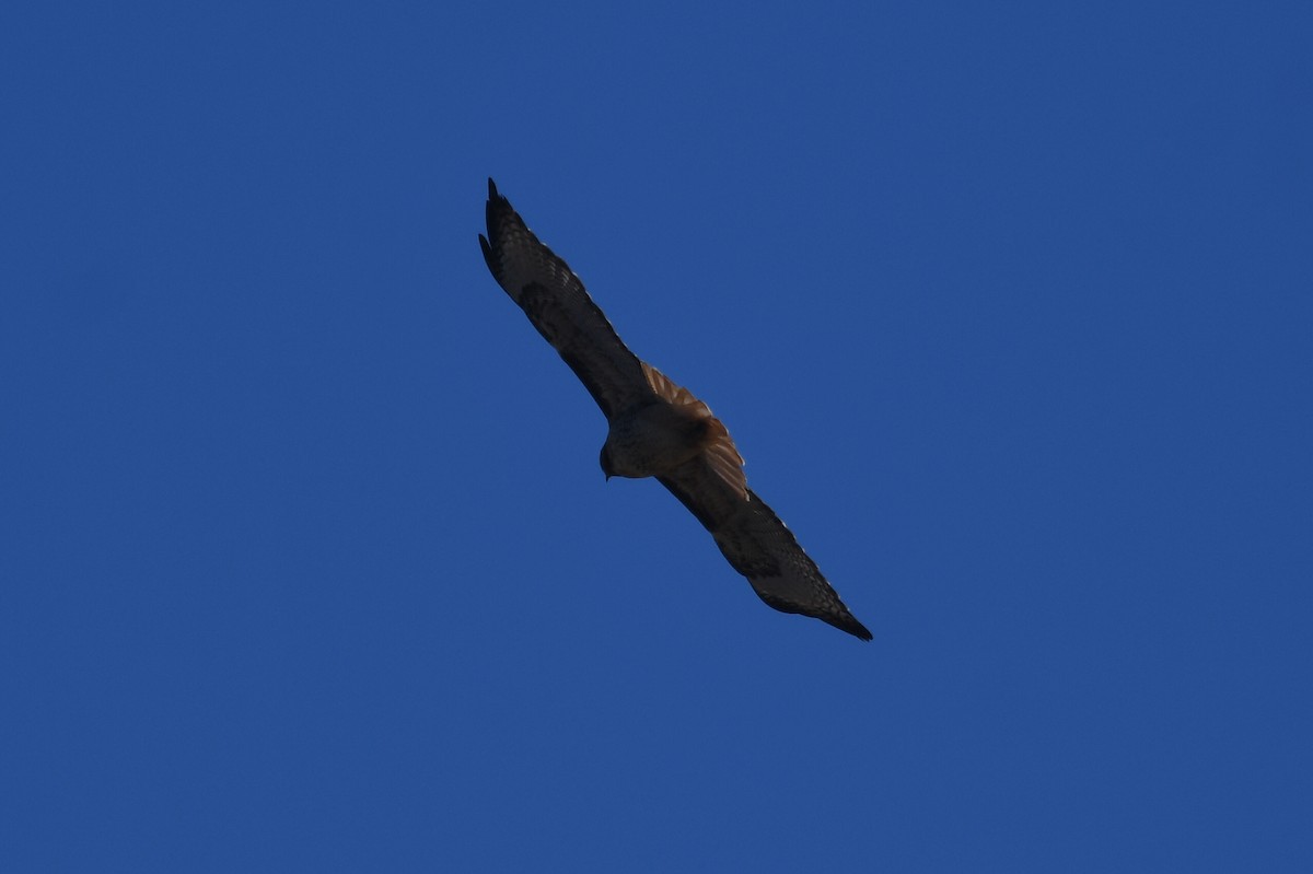 Red-tailed Hawk - ML644996388