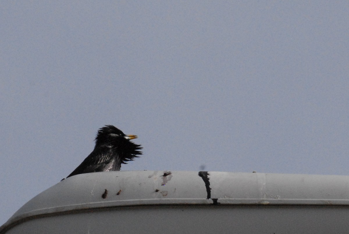 Arabazozo beltza - ML644996390