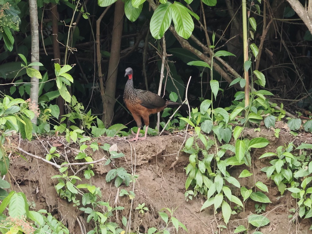 アマゾンシャクケイ - ML644996392