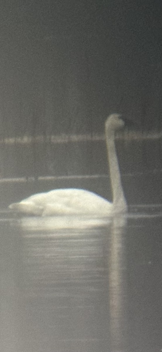 Trumpeter Swan - ML644996393