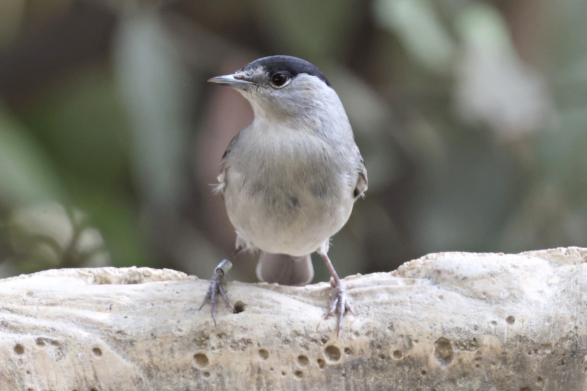 Eurasian Blackcap - ML644996399