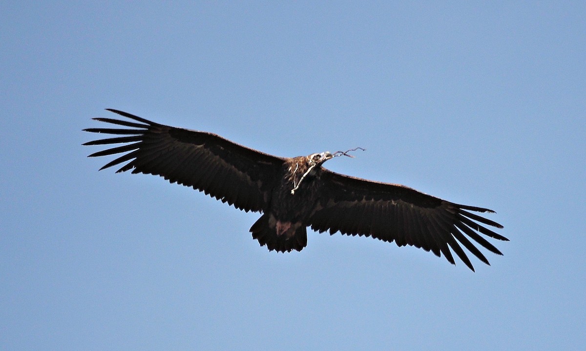 Buitre Negro - ML644996408