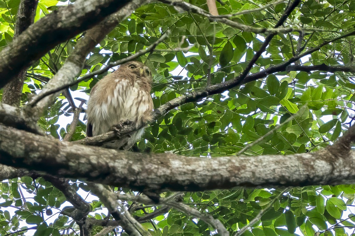 Ferruginous Pygmy-Owl - ML644996424