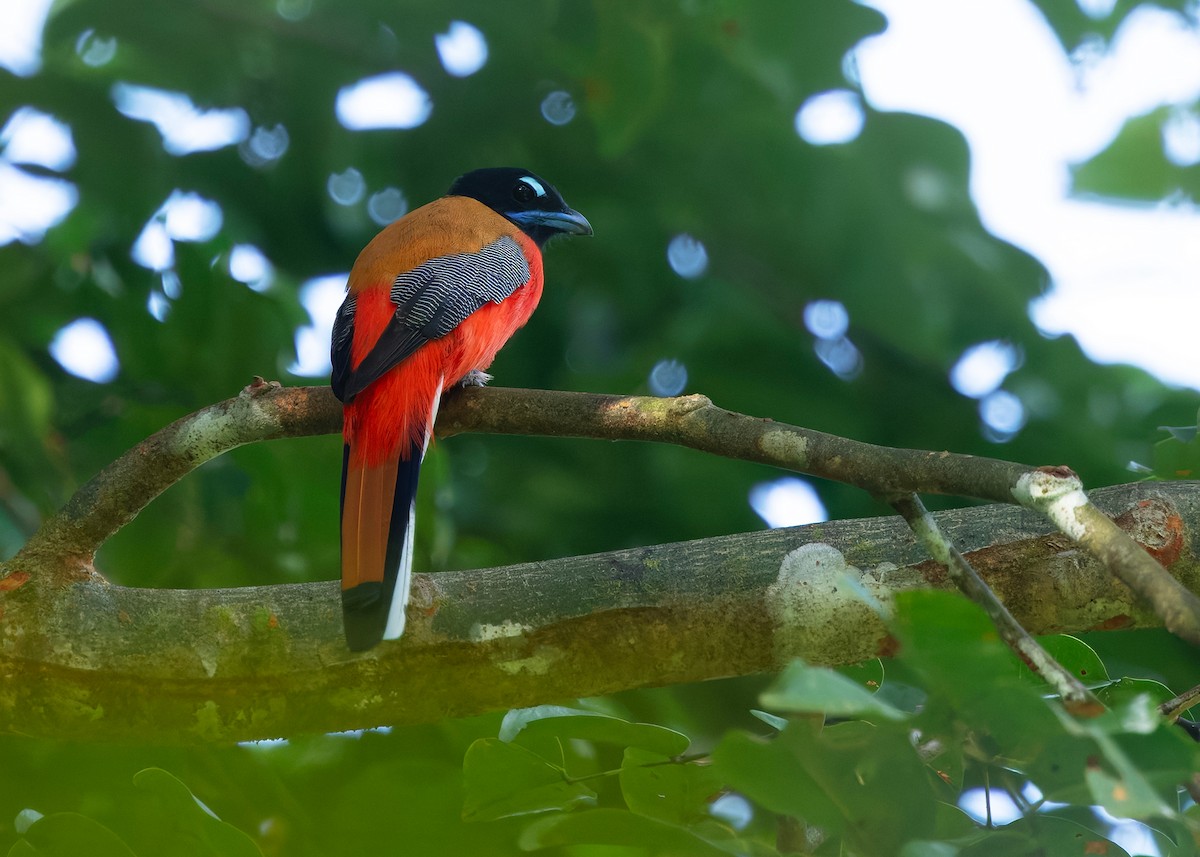 Scarlet-rumped Trogon - ML644996442