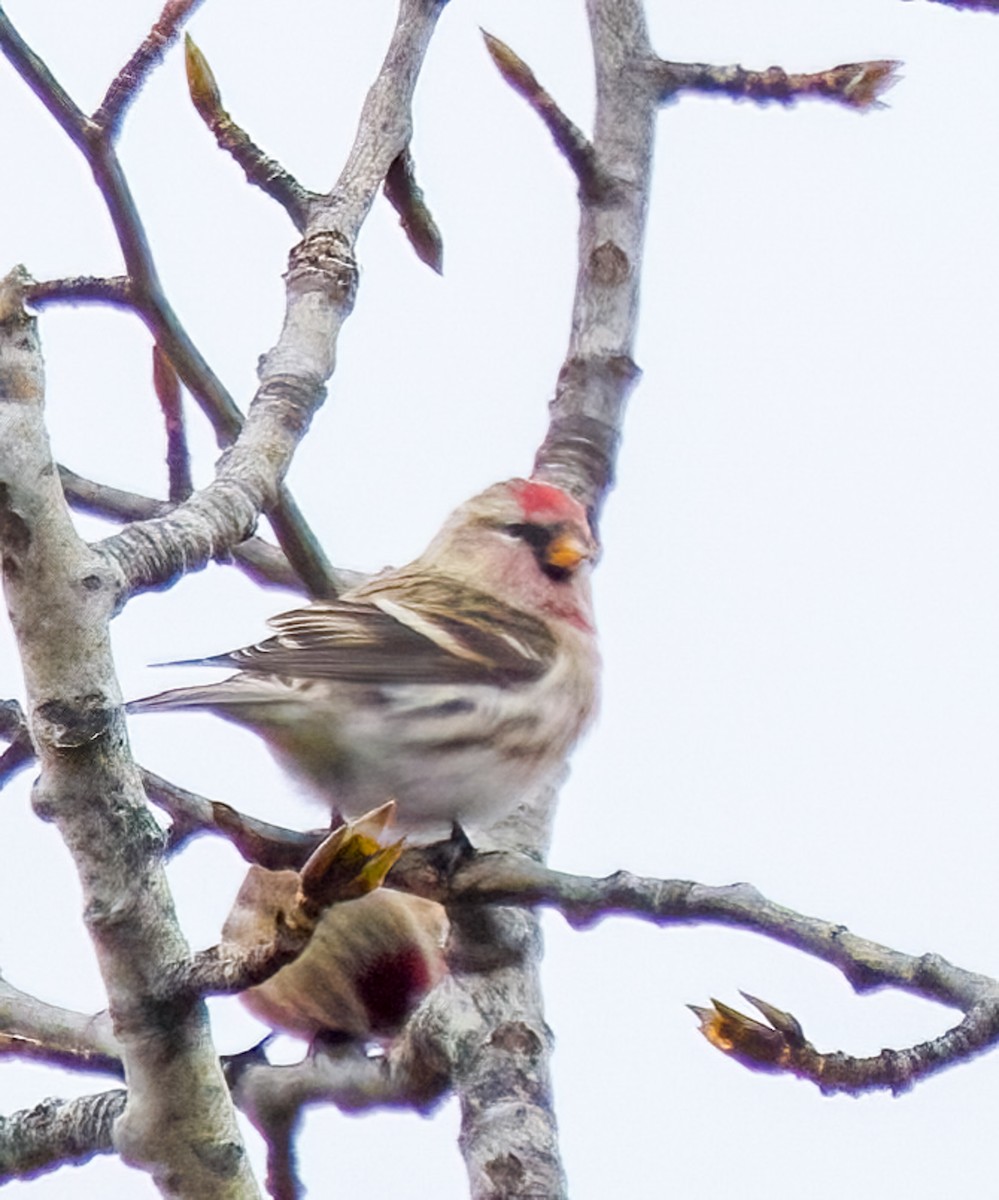 Redpoll - ML644996469