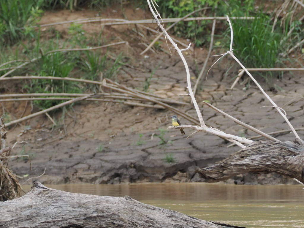 オリーブタイランチョウ - ML644996471