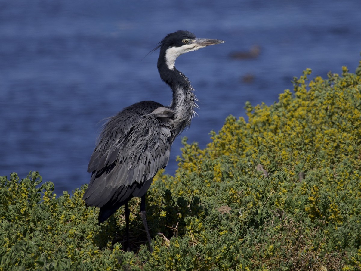 Héron mélanocéphale - ML644996484