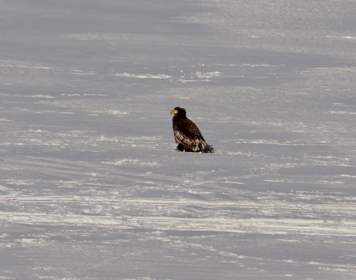 Steller's Sea-Eagle - ML644996510