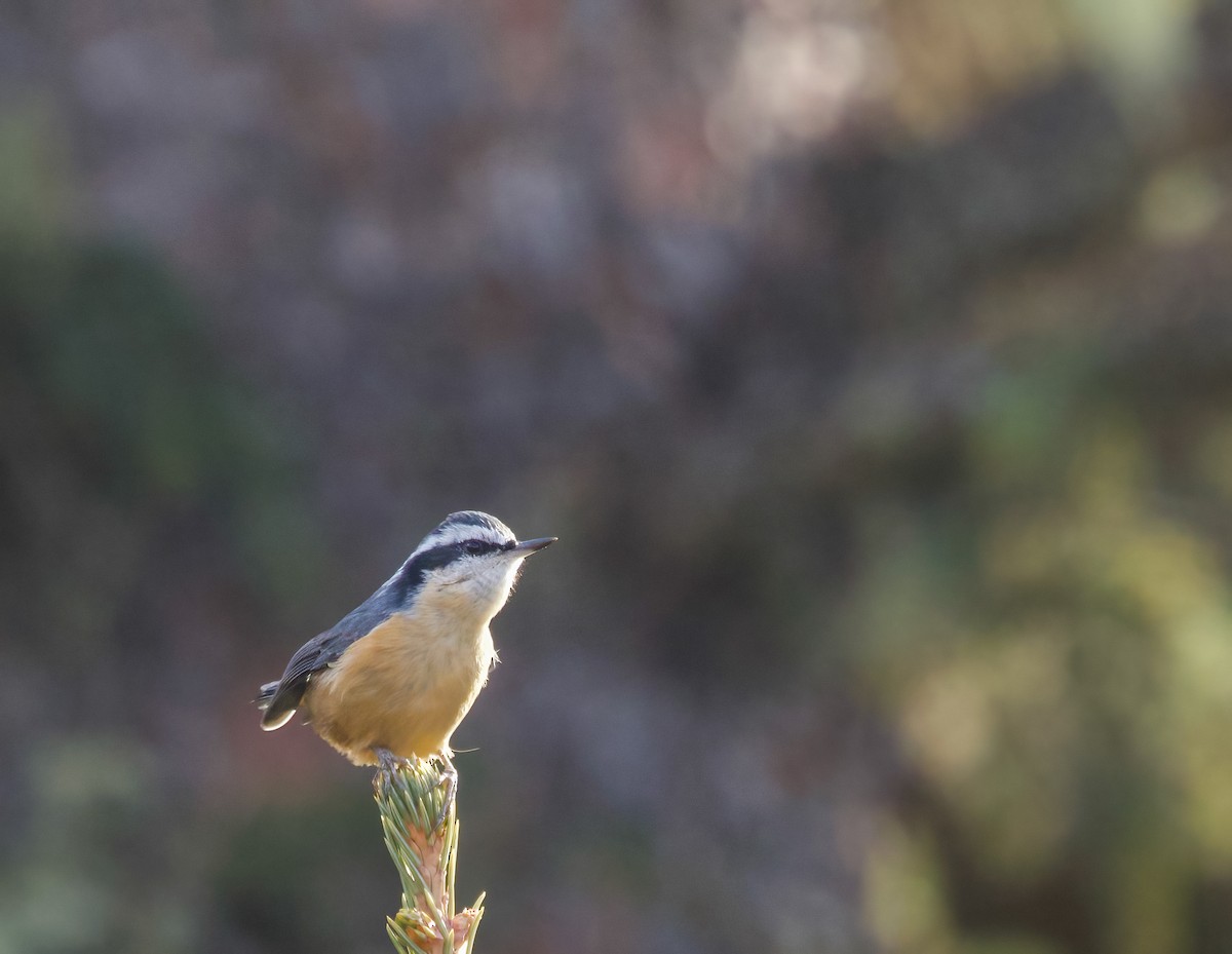 Red-breasted Nuthatch - ML644996516