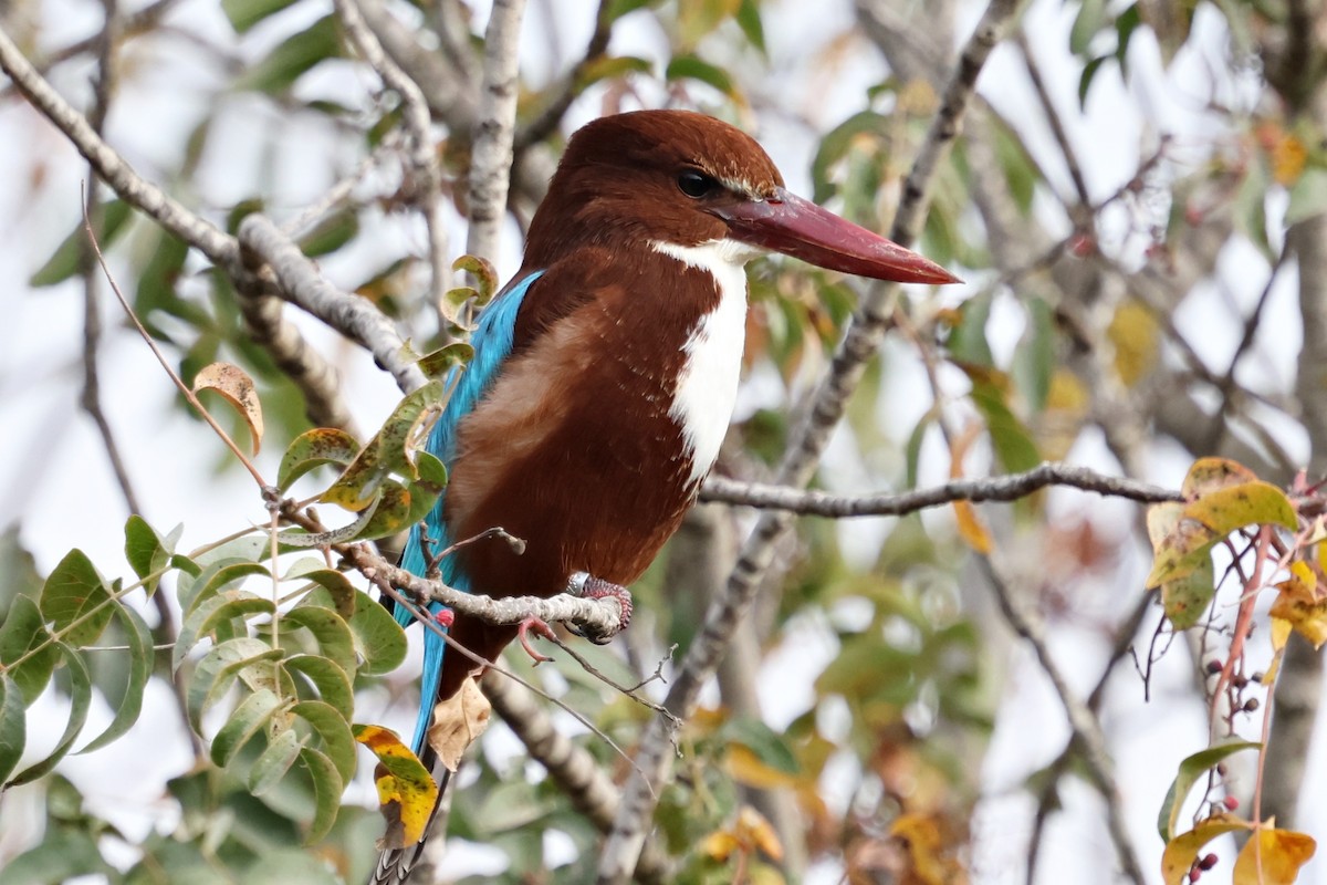 蒼翡翠 - ML644996519