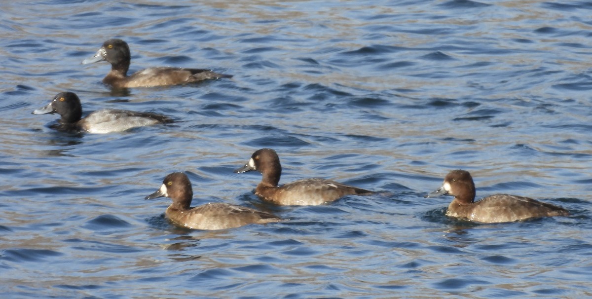 Lesser Scaup - ML644996525