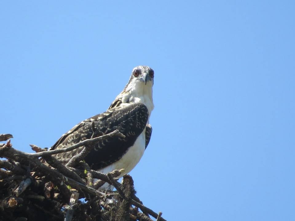 Osprey - ML644996527