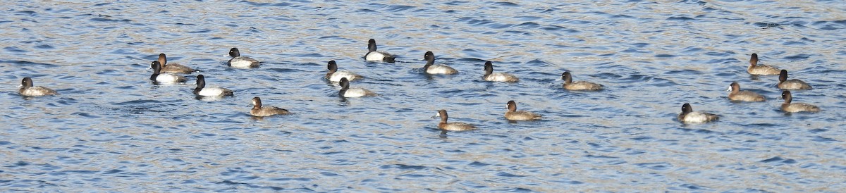Lesser Scaup - ML644996532