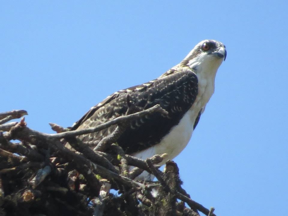 Osprey - ML644996533