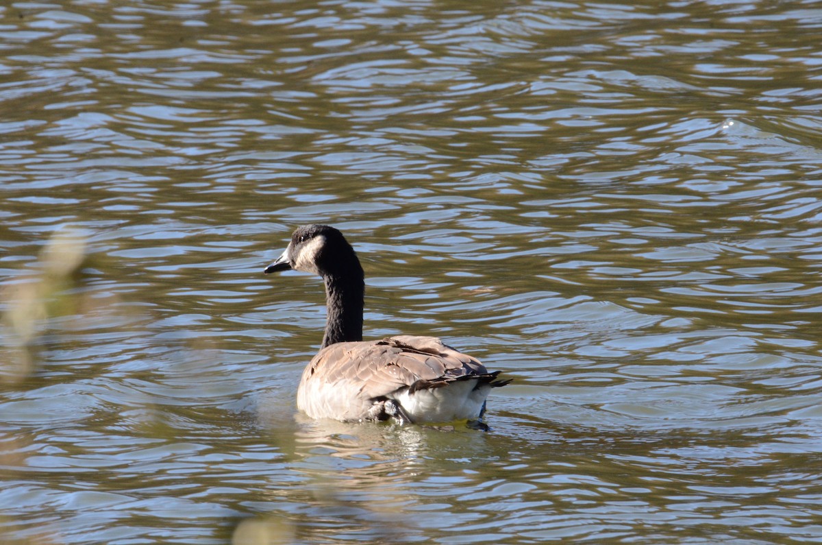 Barnacla Canadiense Grande - ML644996549