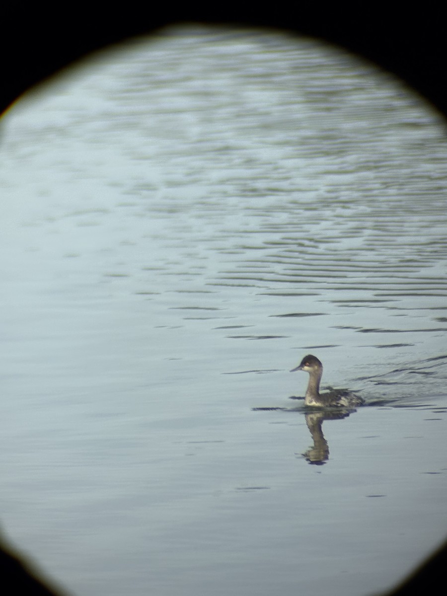 potápka černokrká - ML644996557