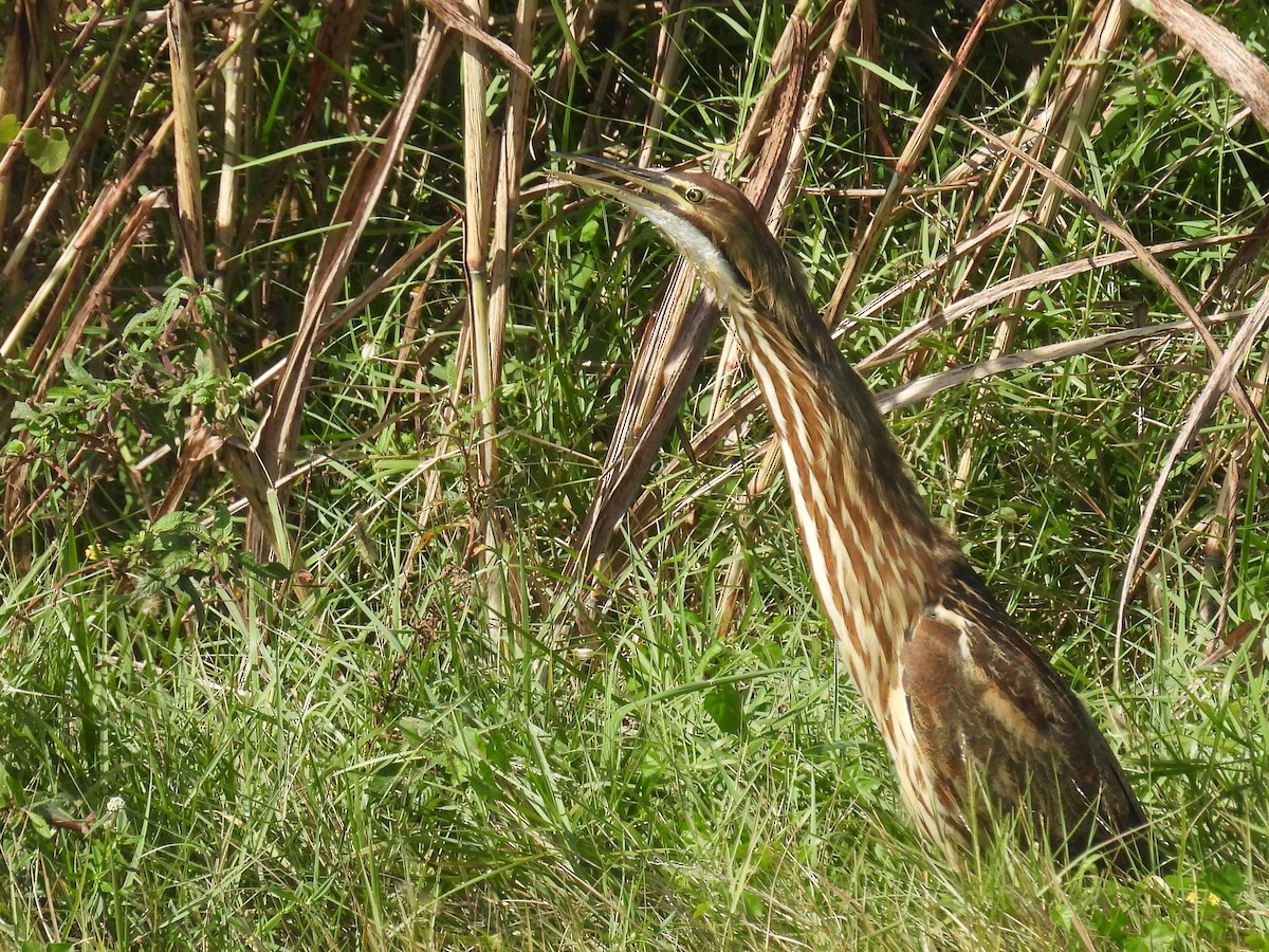 Бугай американський - ML644996558