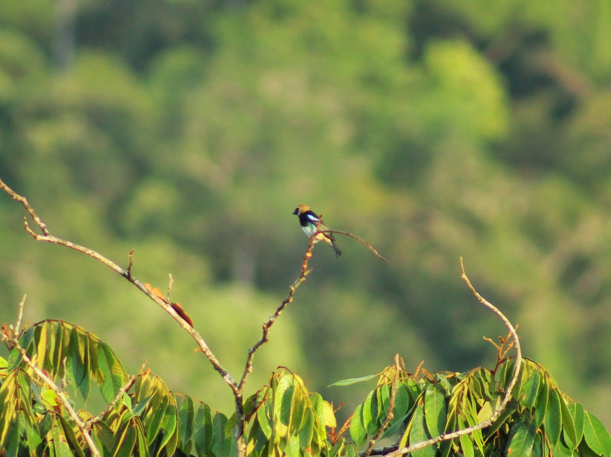 キンズキンフウキンチョウ - ML644996559