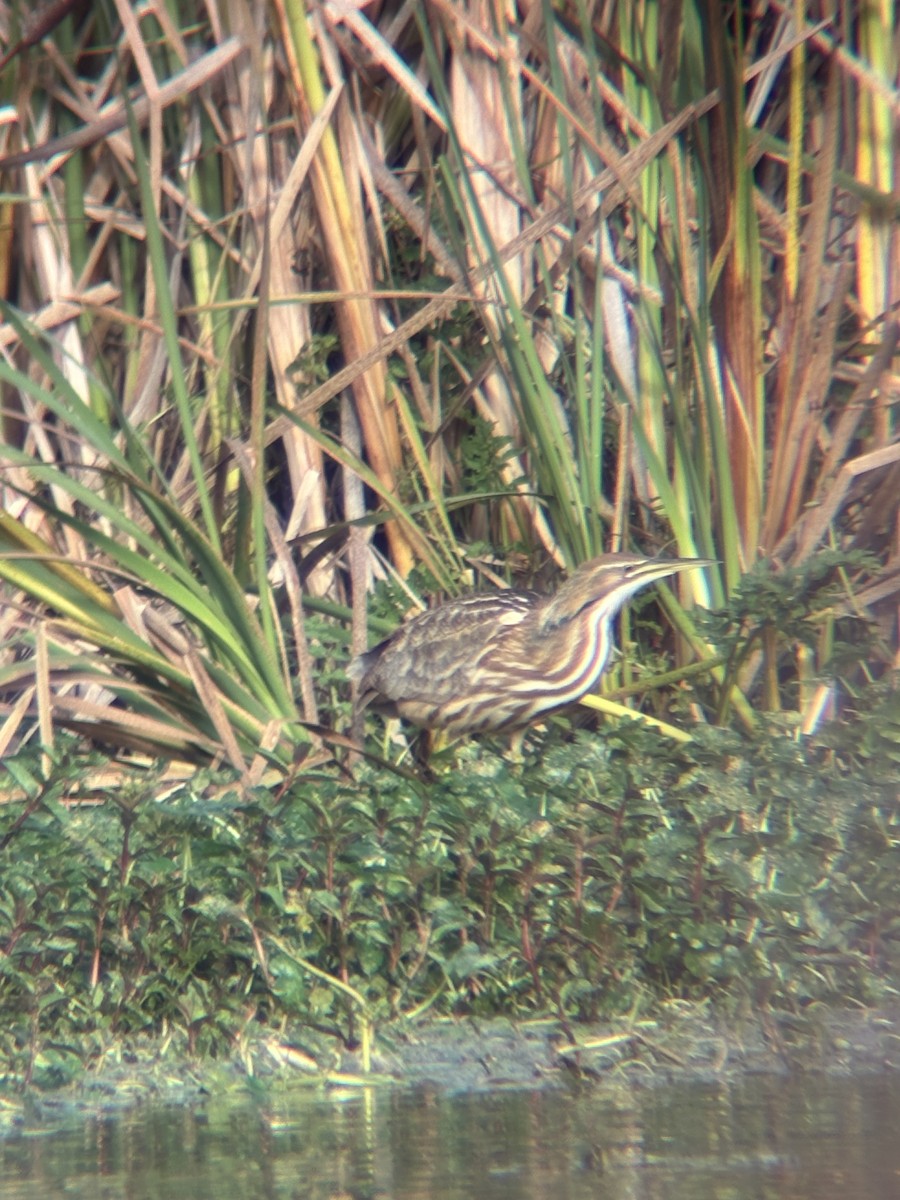 Бугай американський - ML644996586