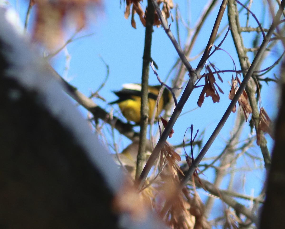 Evening Grosbeak - ML644996597