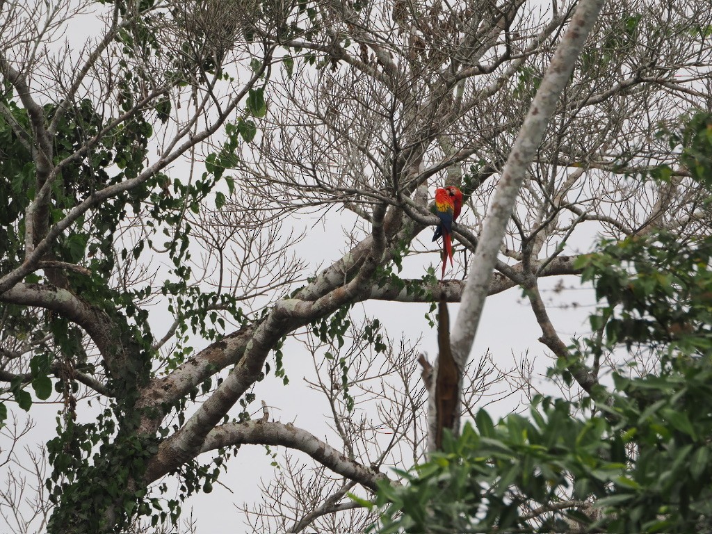 コンゴウインコ - ML644996610