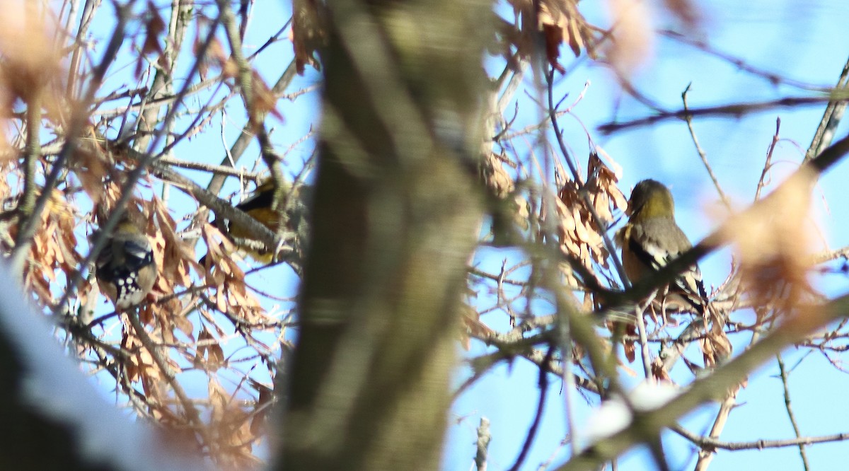 Evening Grosbeak - ML644996611