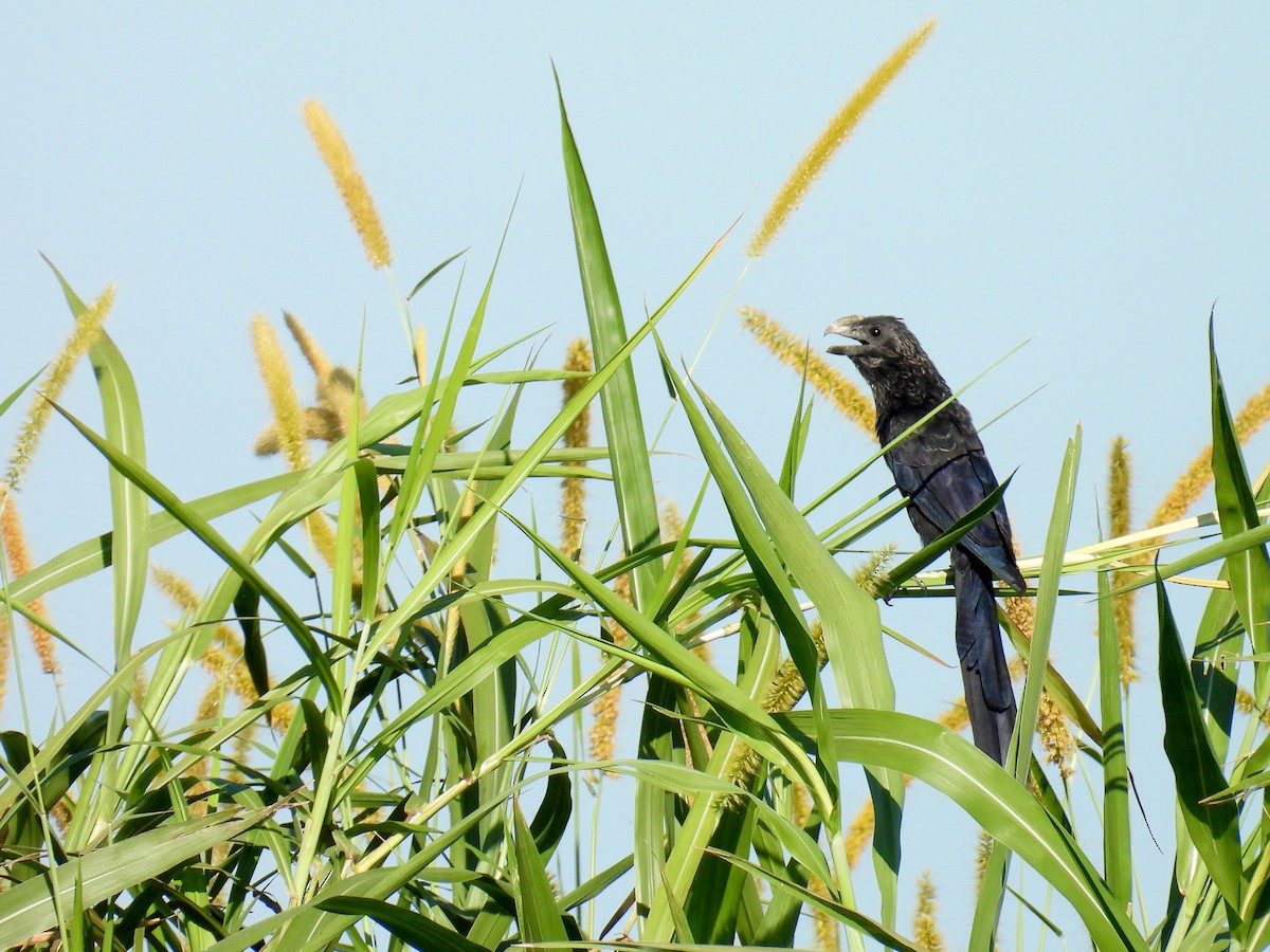 glattnebbani - ML644996620