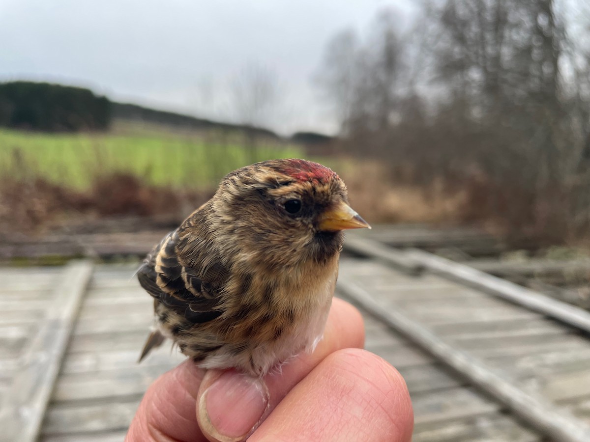 Redpoll (Lesser) - ML644996623