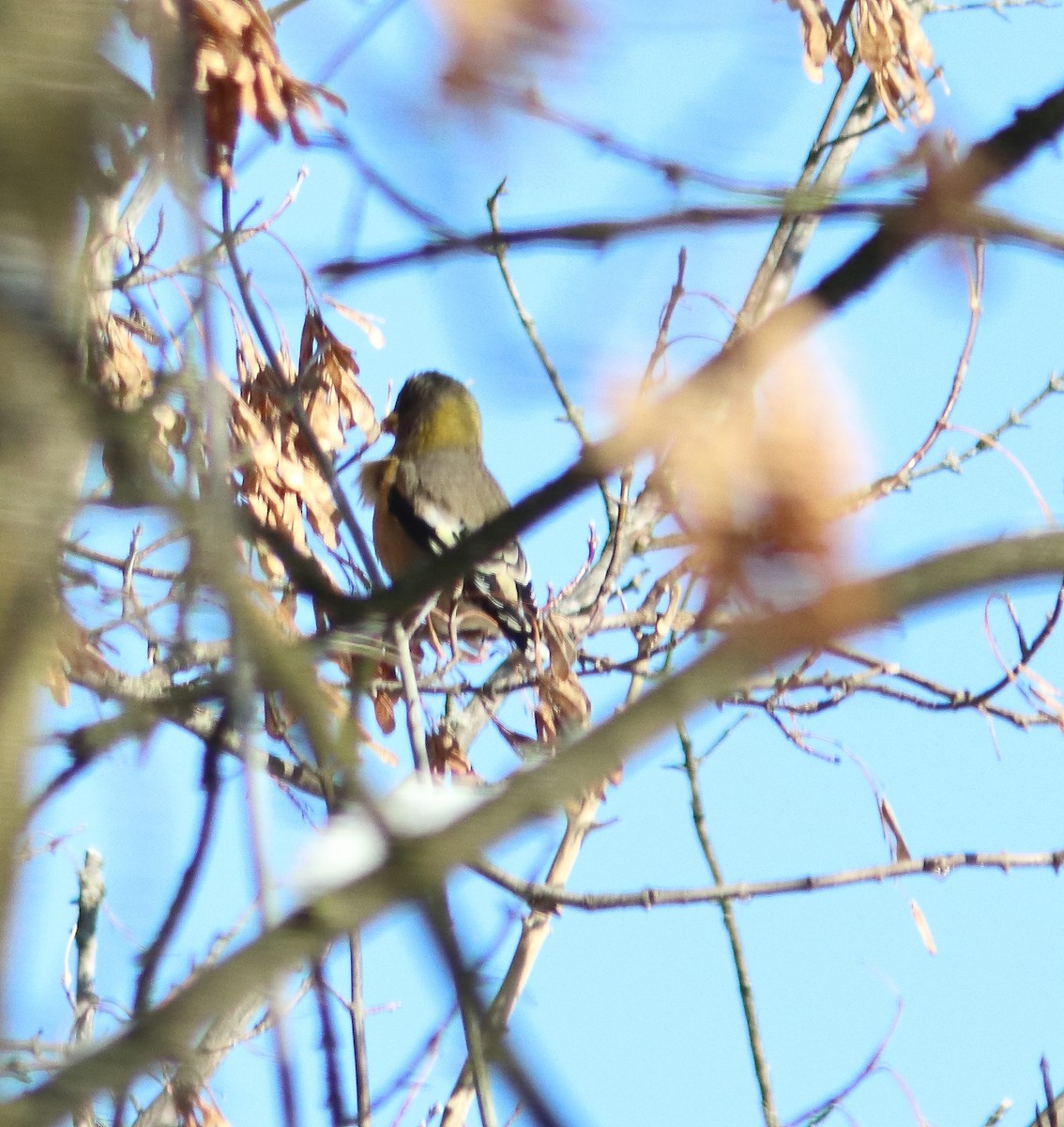Evening Grosbeak - ML644996624