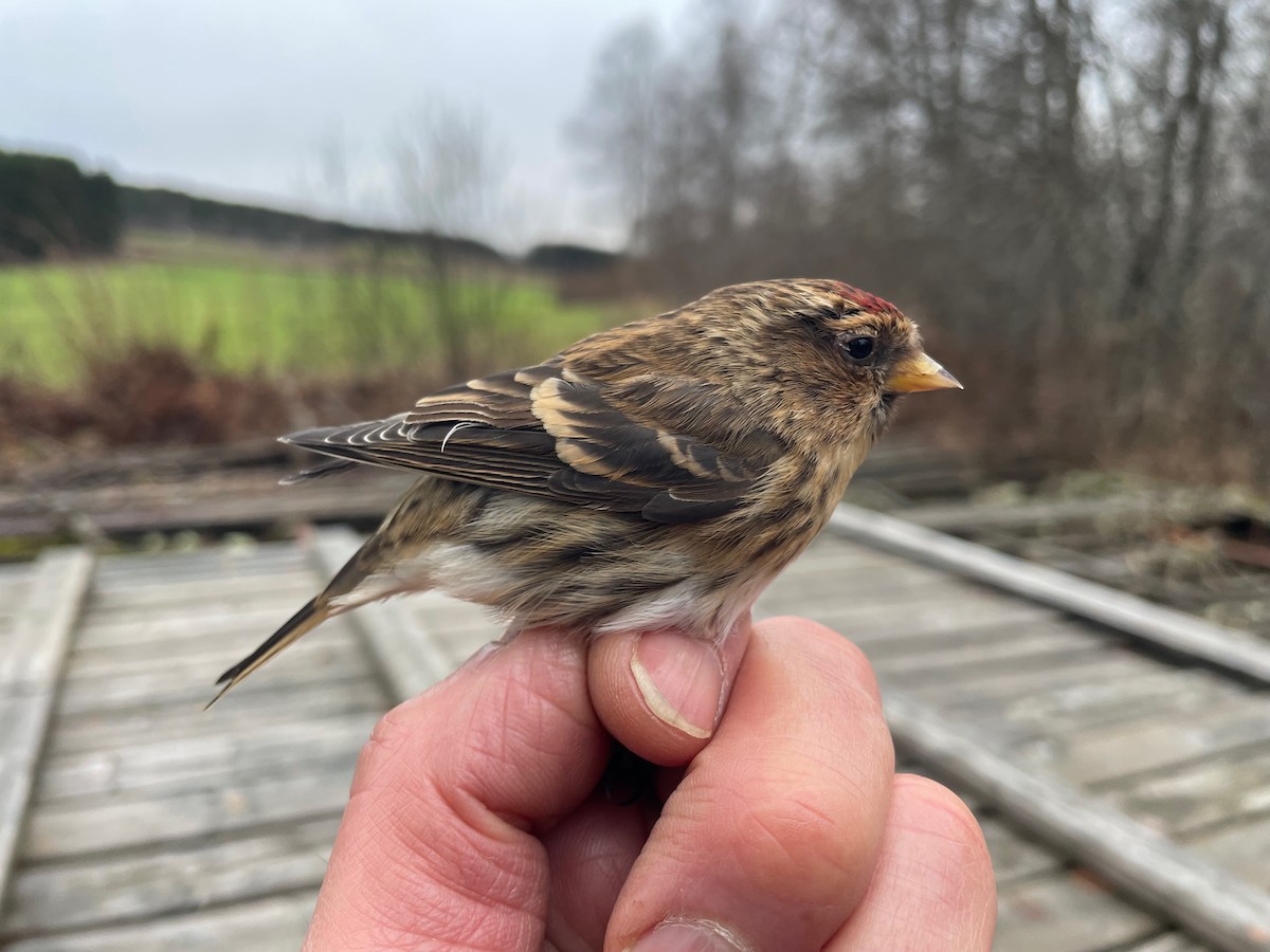Redpoll (Lesser) - ML644996628