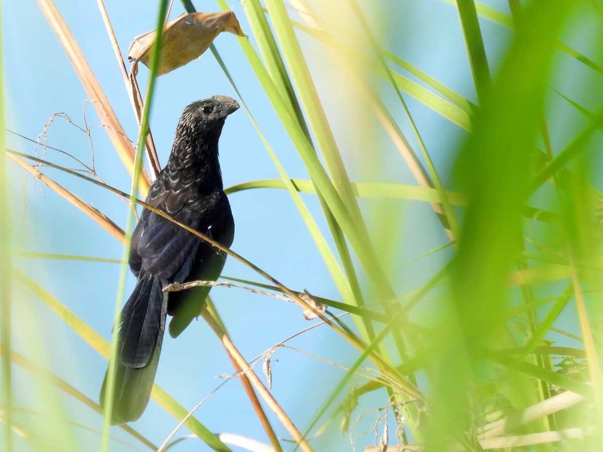 glattnebbani - ML644996631