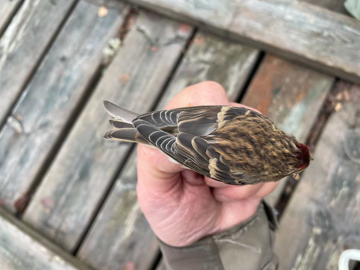 Redpoll (Lesser) - ML644996633