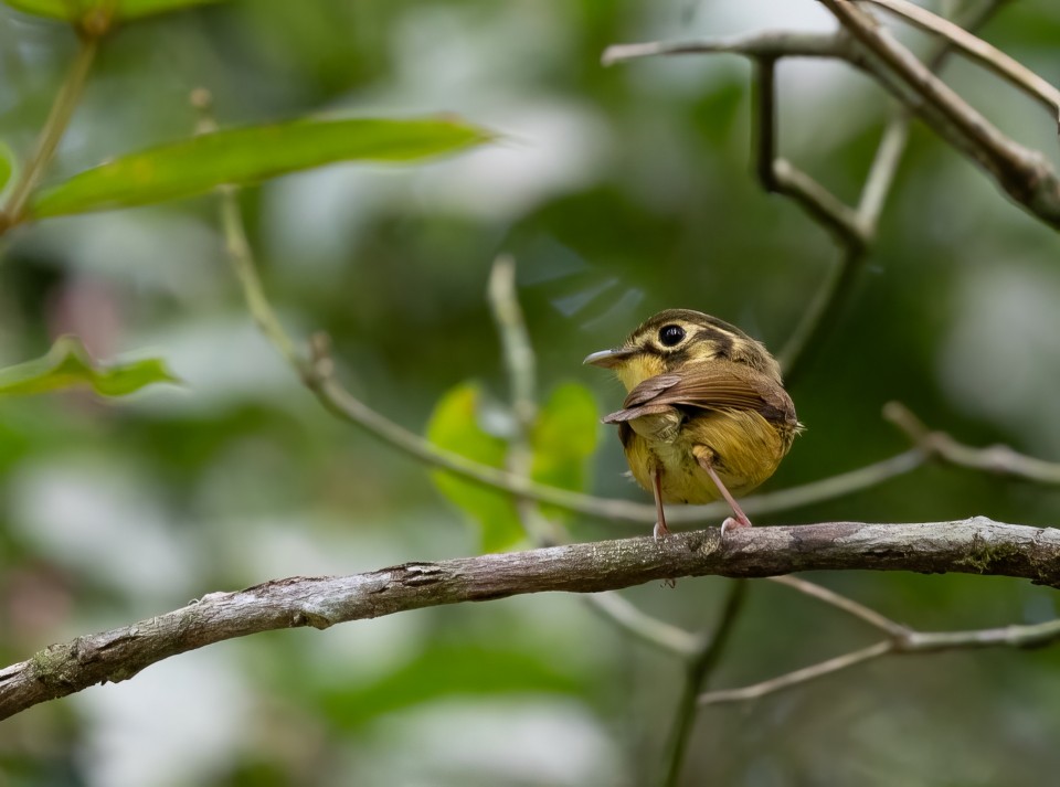 White-throated Spadebill - ML644996645