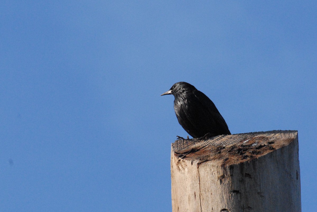 Arabazozo beltza - ML644996647