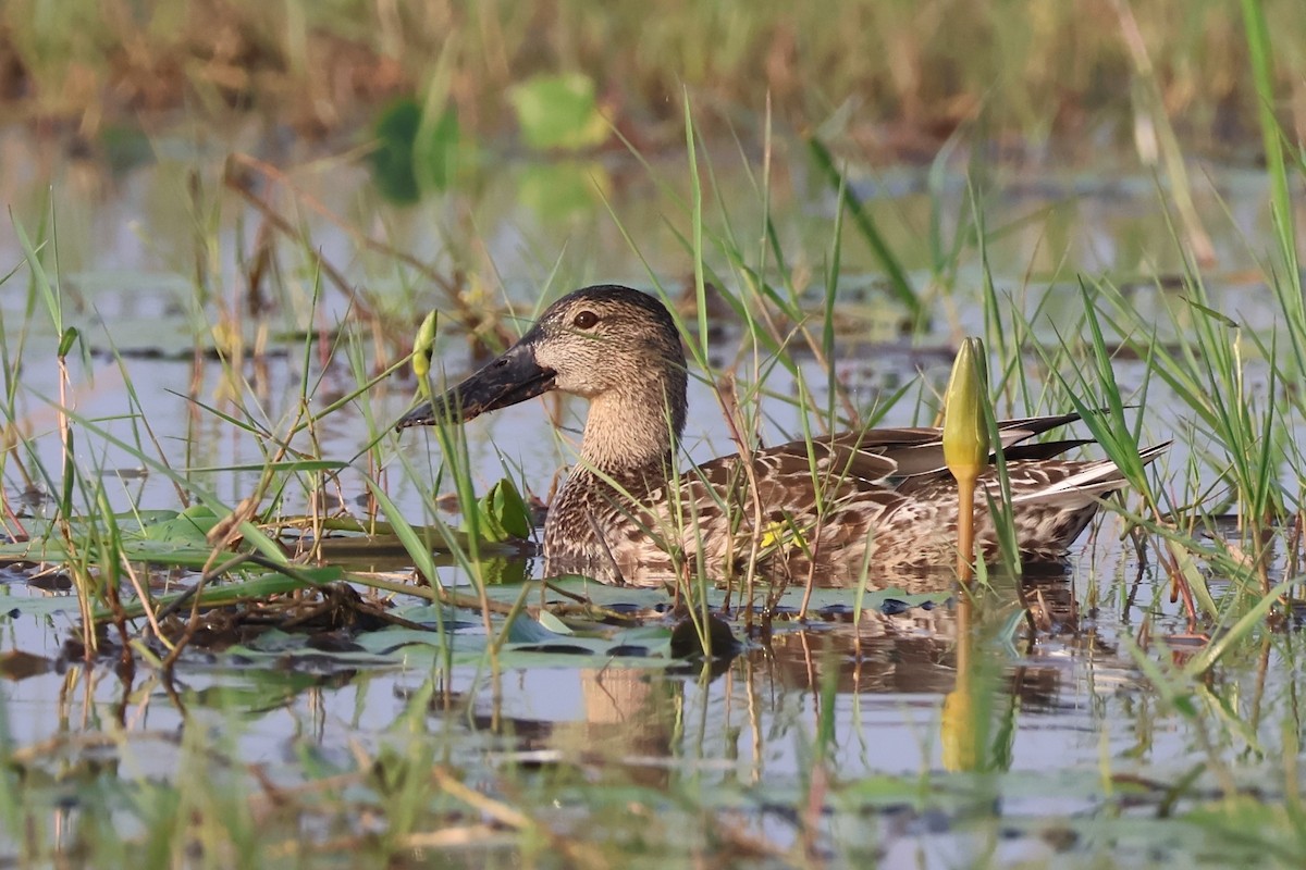 Ahate mokozabal zuria - ML644996651