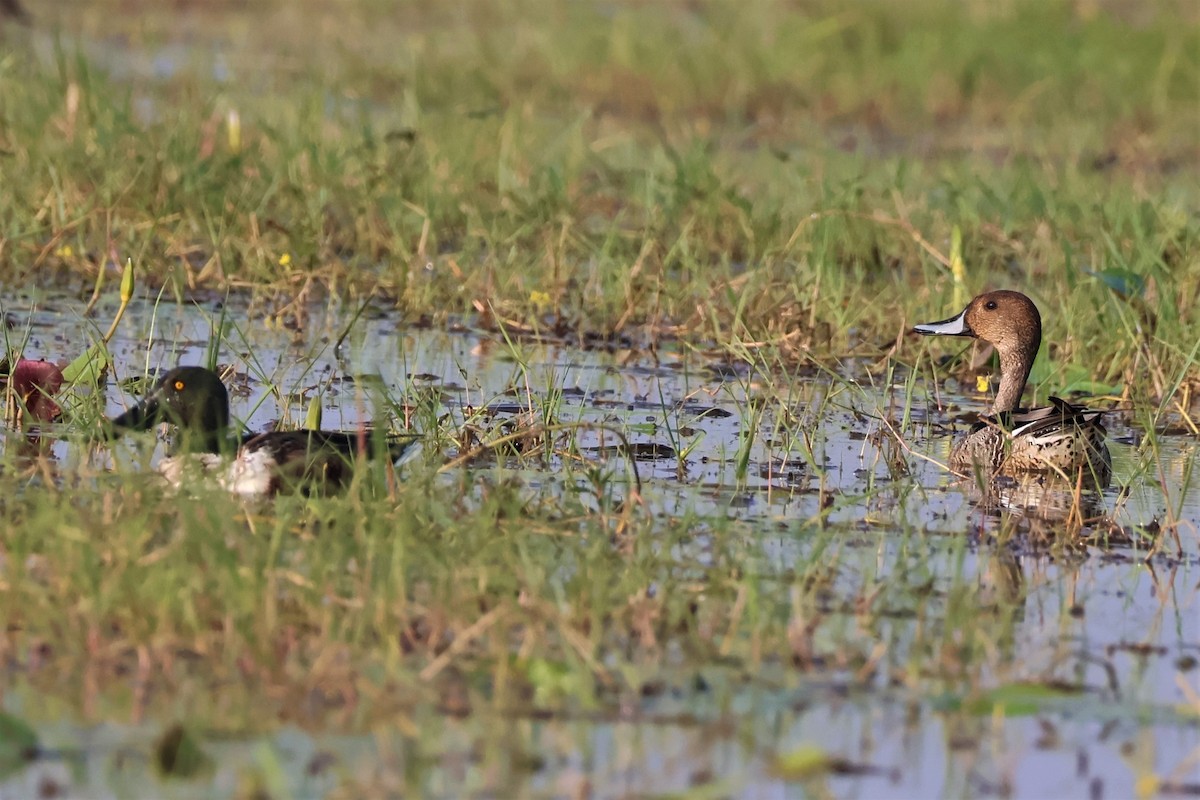 Ahate mokozabal zuria - ML644996652