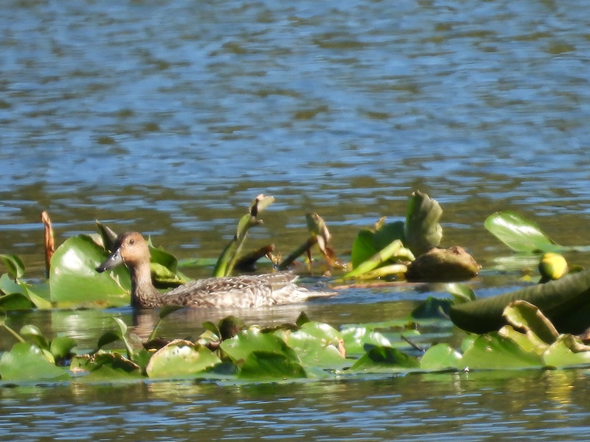 Spießente - ML644996661