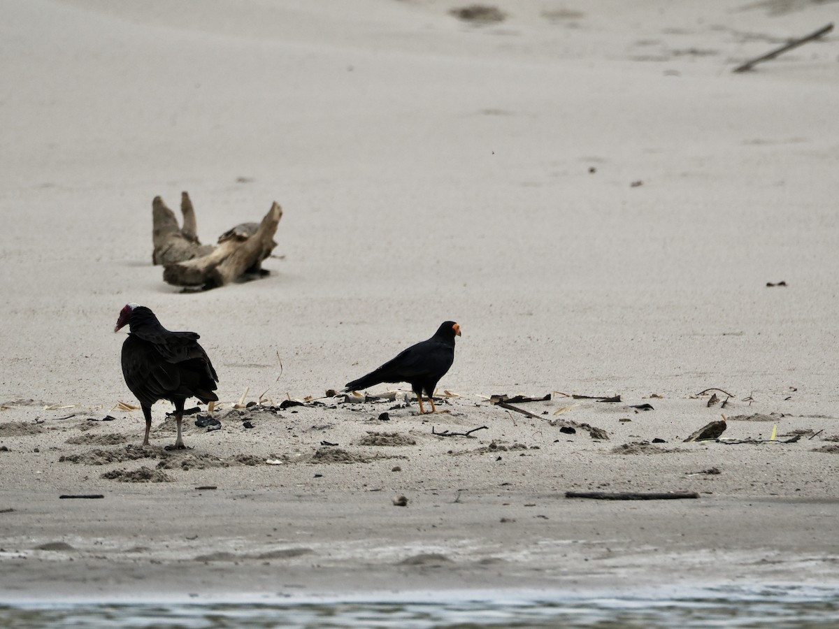 Siyah Karakara - ML644996697