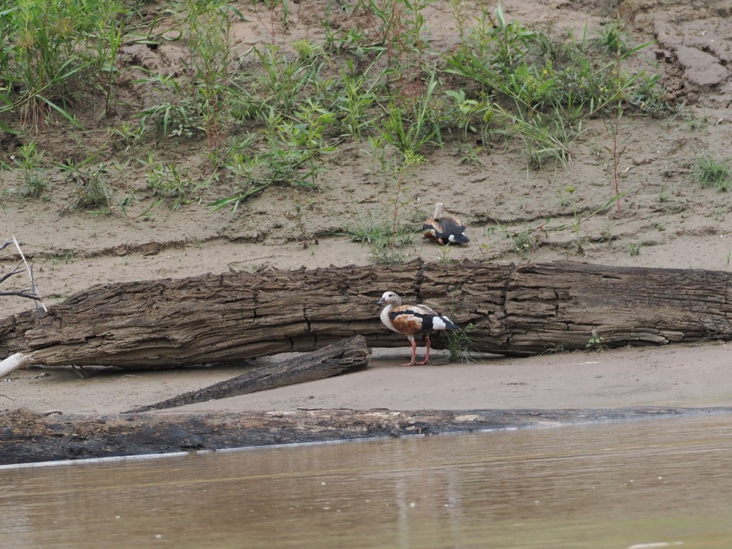 オリノコガン - ML644996721