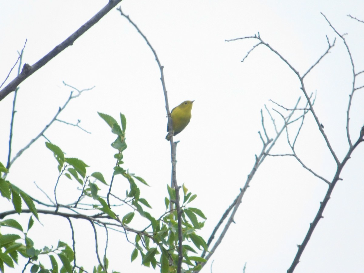 Northern Yellow Warbler - ML644996722