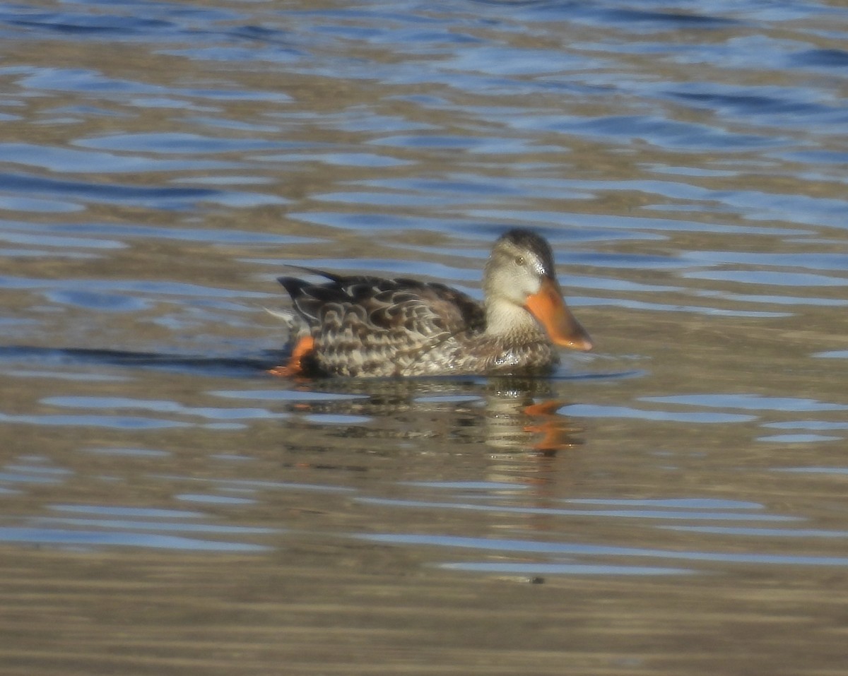 Ahate mokozabal zuria - ML644996742