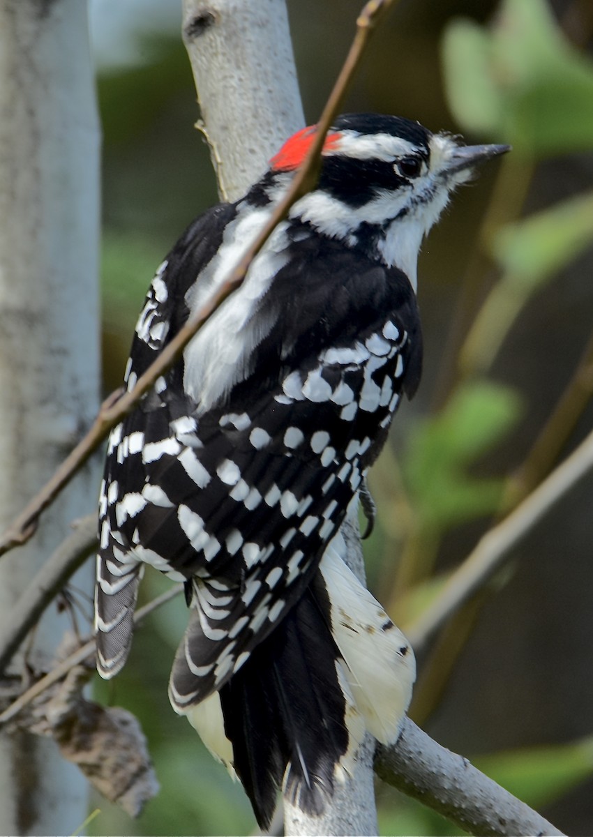 Downy Woodpecker - ML644996743