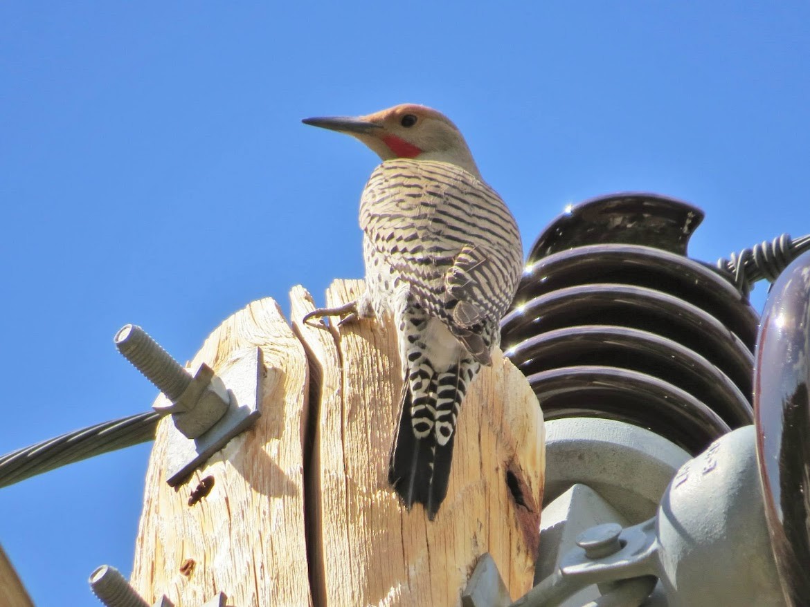 Northern Flicker - ML644996744