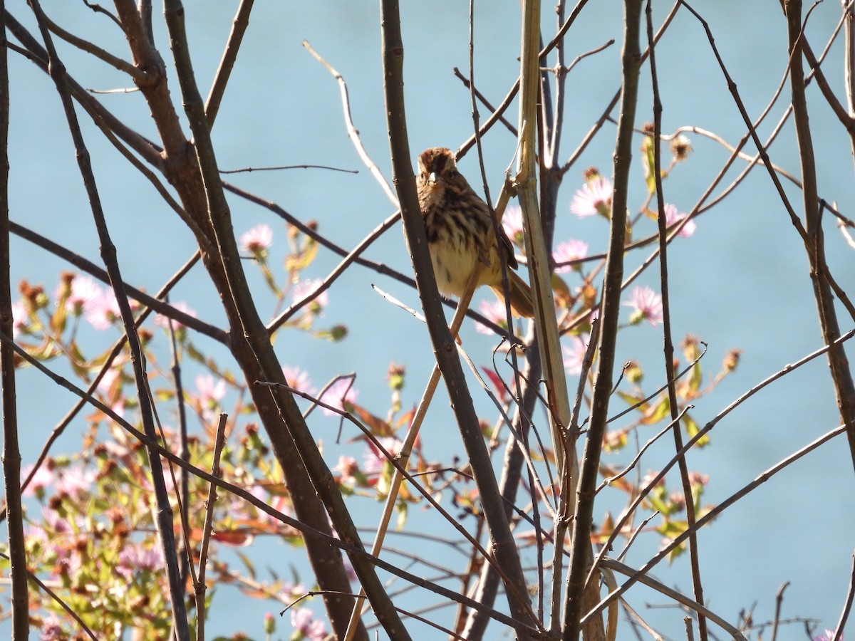 Singammer - ML644996747