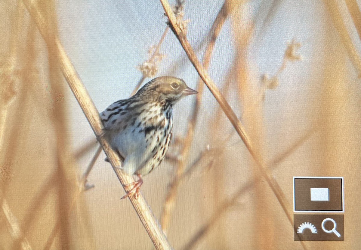 Savannah Sparrow (Savannah) - ML644996748